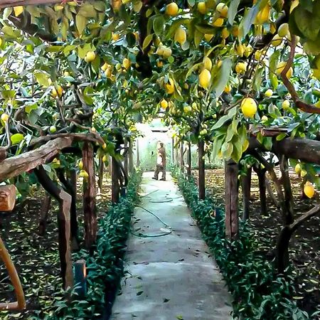 マイオーリ Limoneto Di Annaヴィラ エクステリア 写真