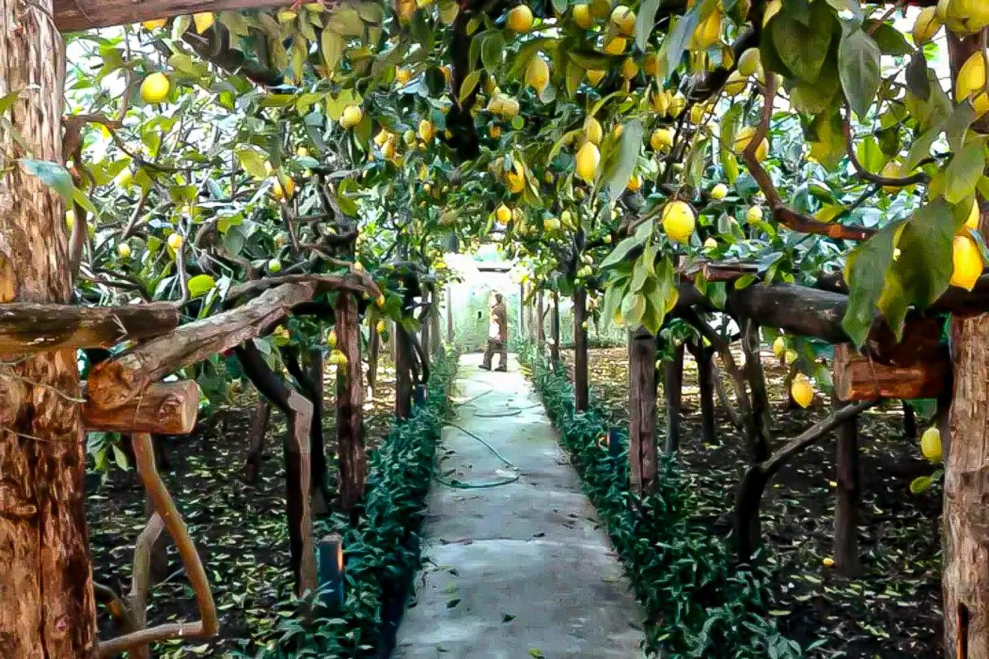 マイオーリ Limoneto Di Annaヴィラ エクステリア 写真